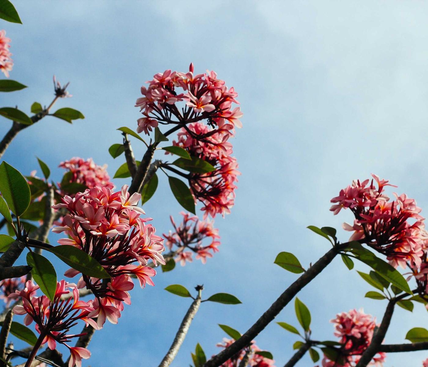 Soft pink flowers against a clear sky